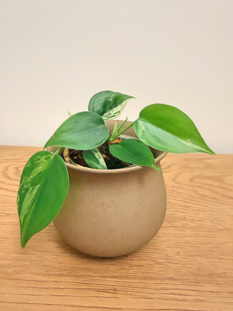 Philodendron Heartleaf Variegated