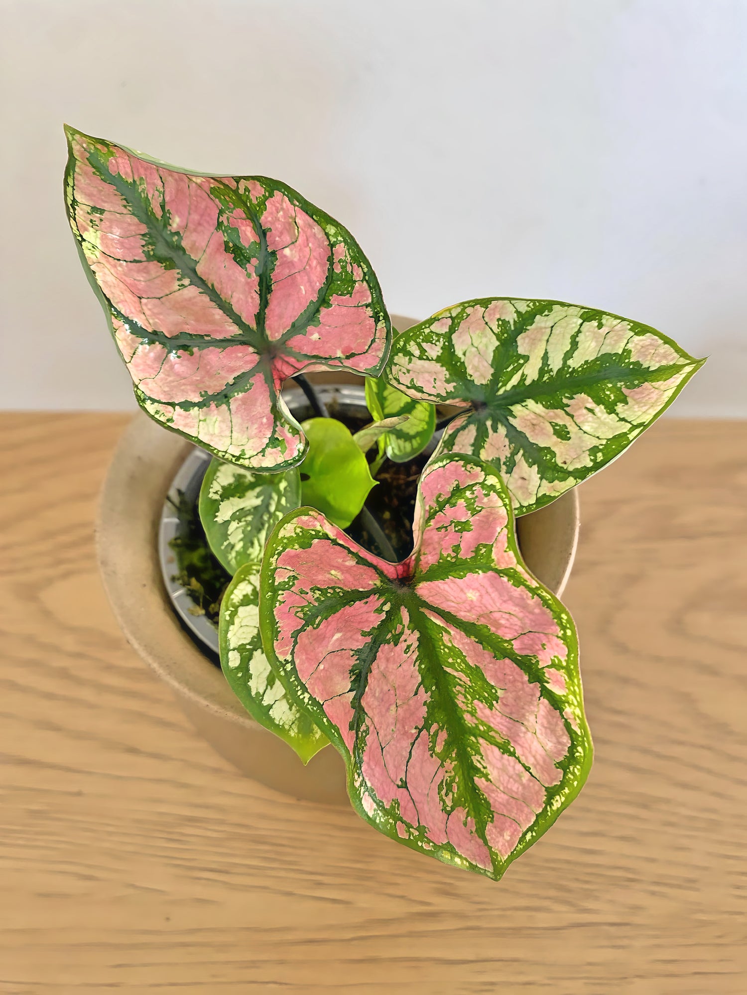 Caladium Purple Light