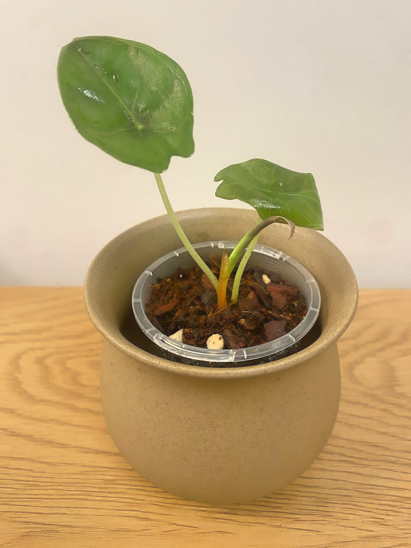 Alocasia Suhirmaniana Borneo