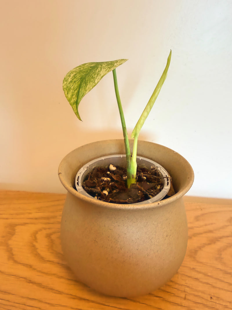 Monstera White Monster