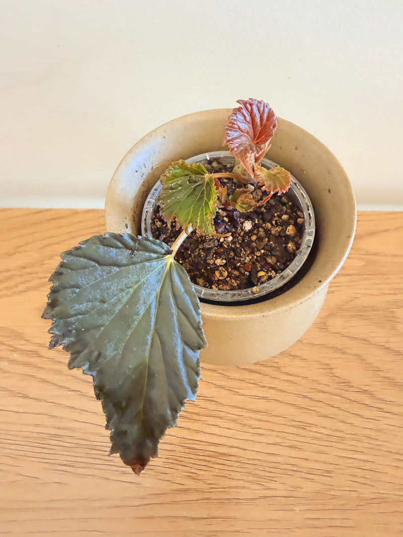 Begonia Mai Dark Devo (A)