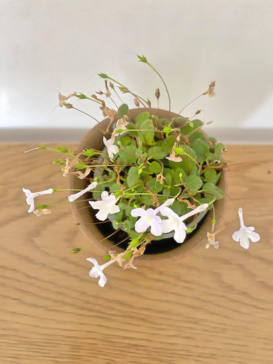 Miniature Sinningia Pusilla