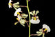Gomesa Radicans