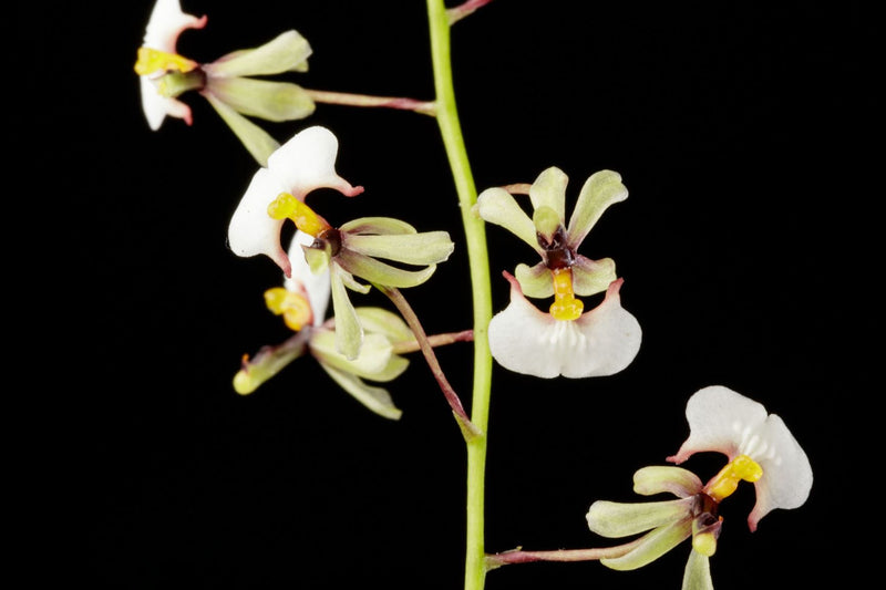 Gomesa Radicans