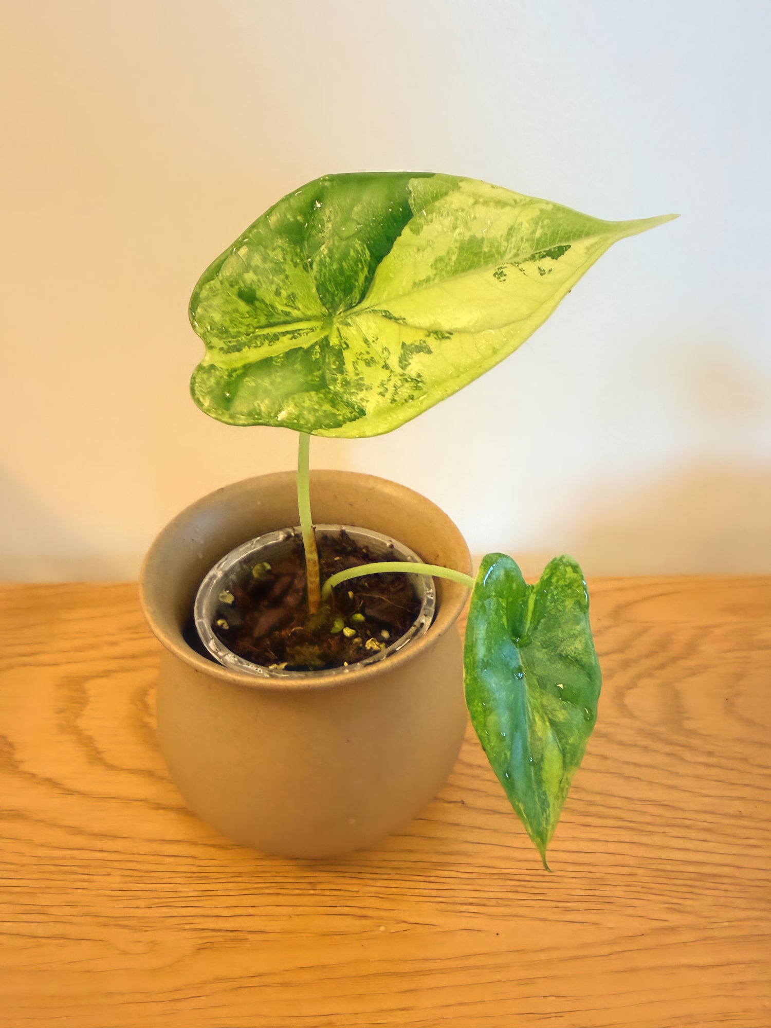 Alocasia Dragon Scale Aurea