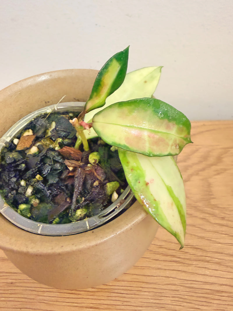 Hoya Walliniana Variegated