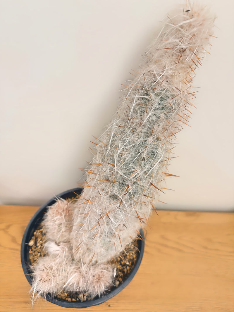Oreocereus Celsianus