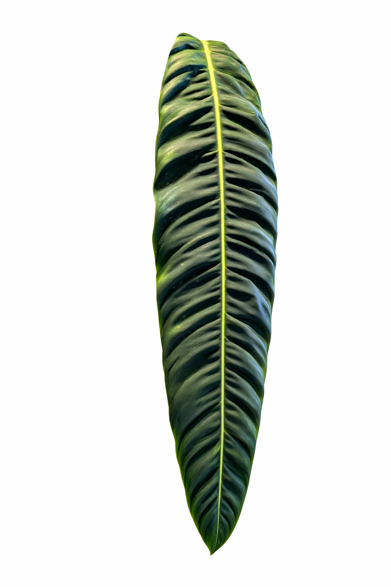 Philodendron Patriciae