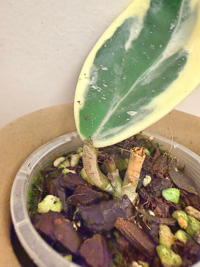 Hoya Obovata Outer Variegated (B)