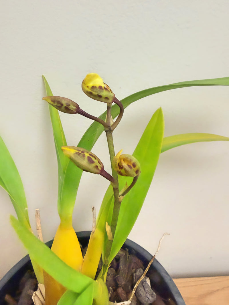 Colmanara (Oncostele) Catatante ‘Pacific Sunset’