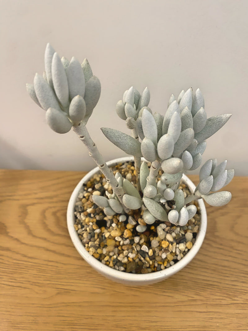 Senecio Haworthii