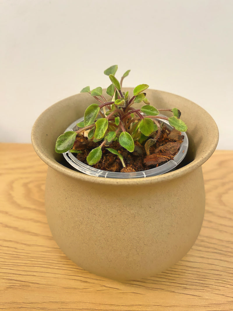 African Violet Brazos Belle Miniature