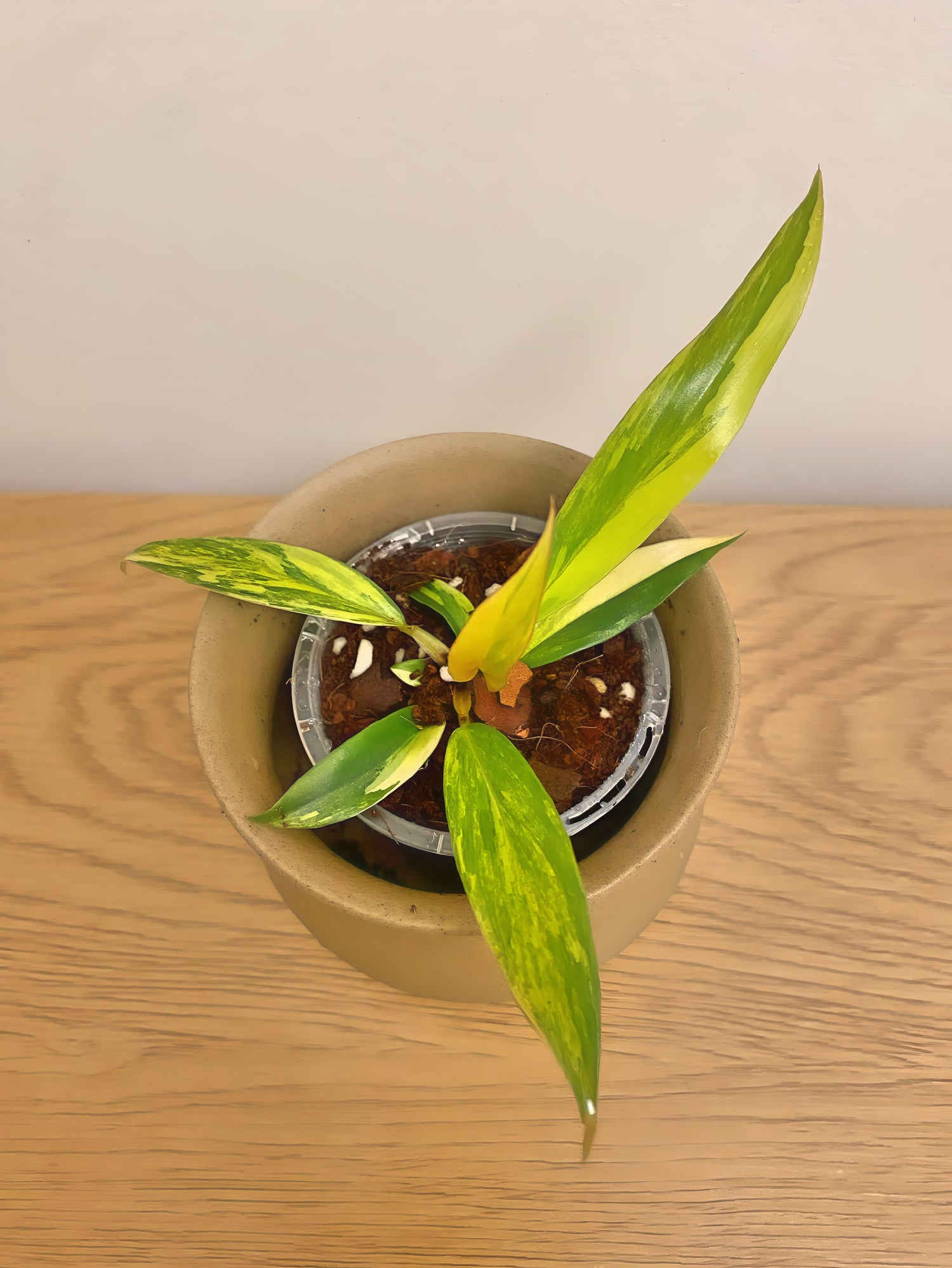 Philodendron Caramel Marble Variegated