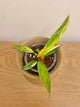 Philodendron Caramel Marble Variegated