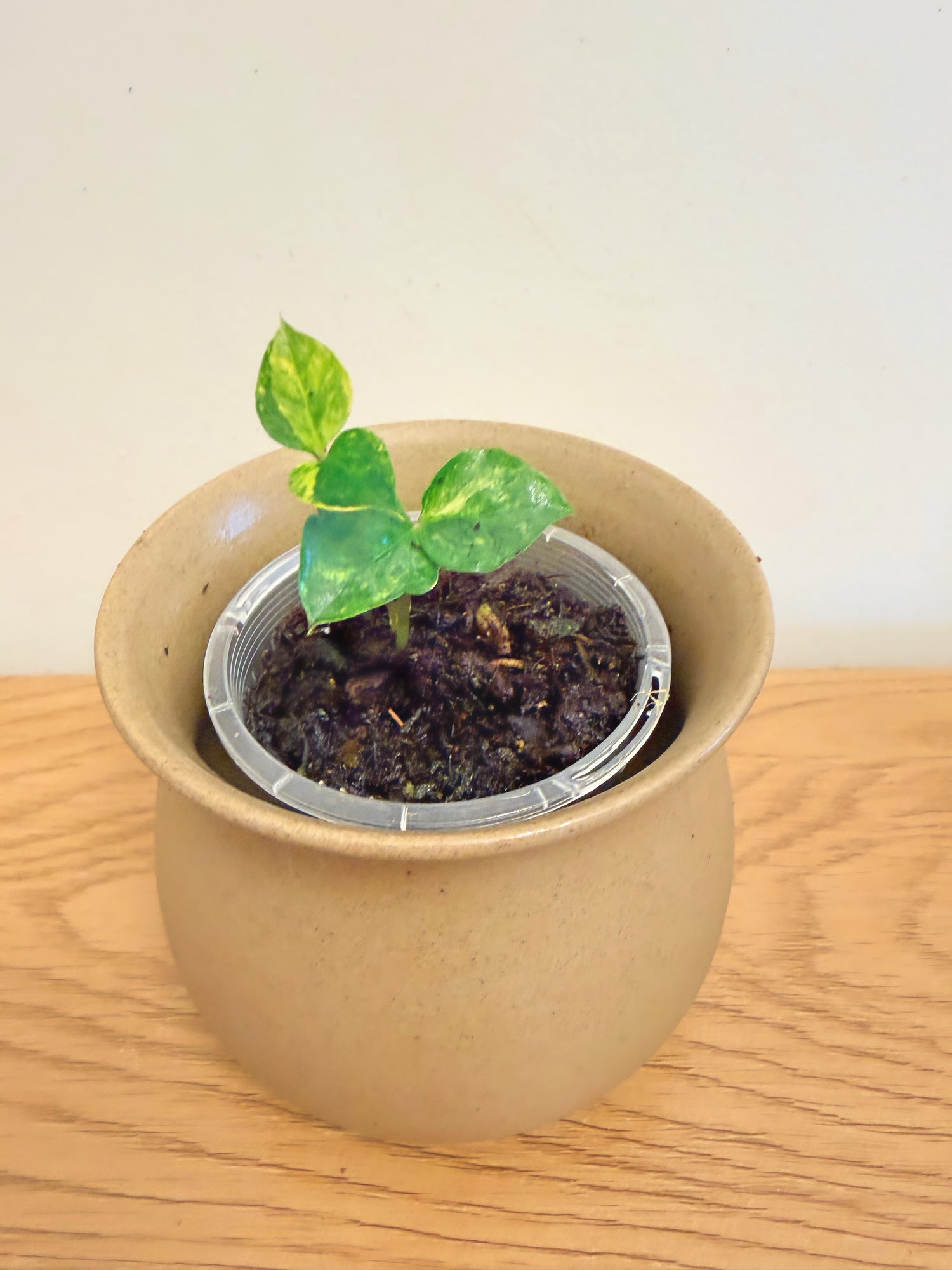 Variegated ZZ (A)