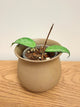 Hoya Incencis Splash (B)