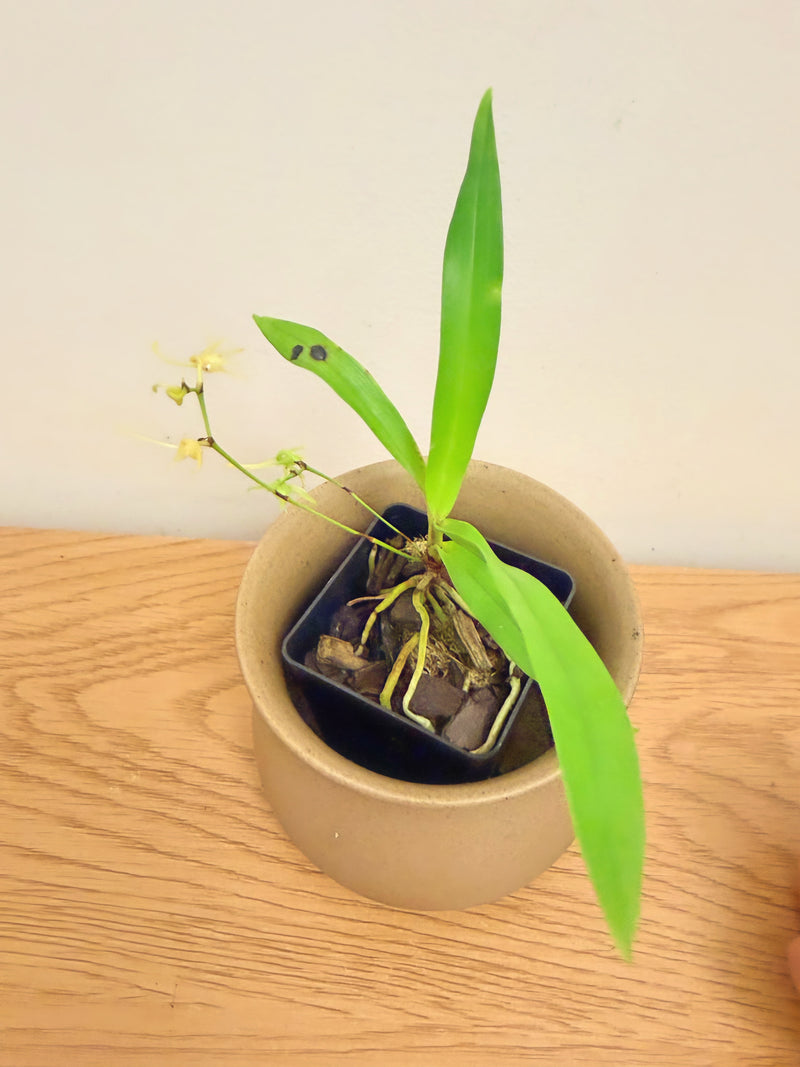 Angraecum Calceolus