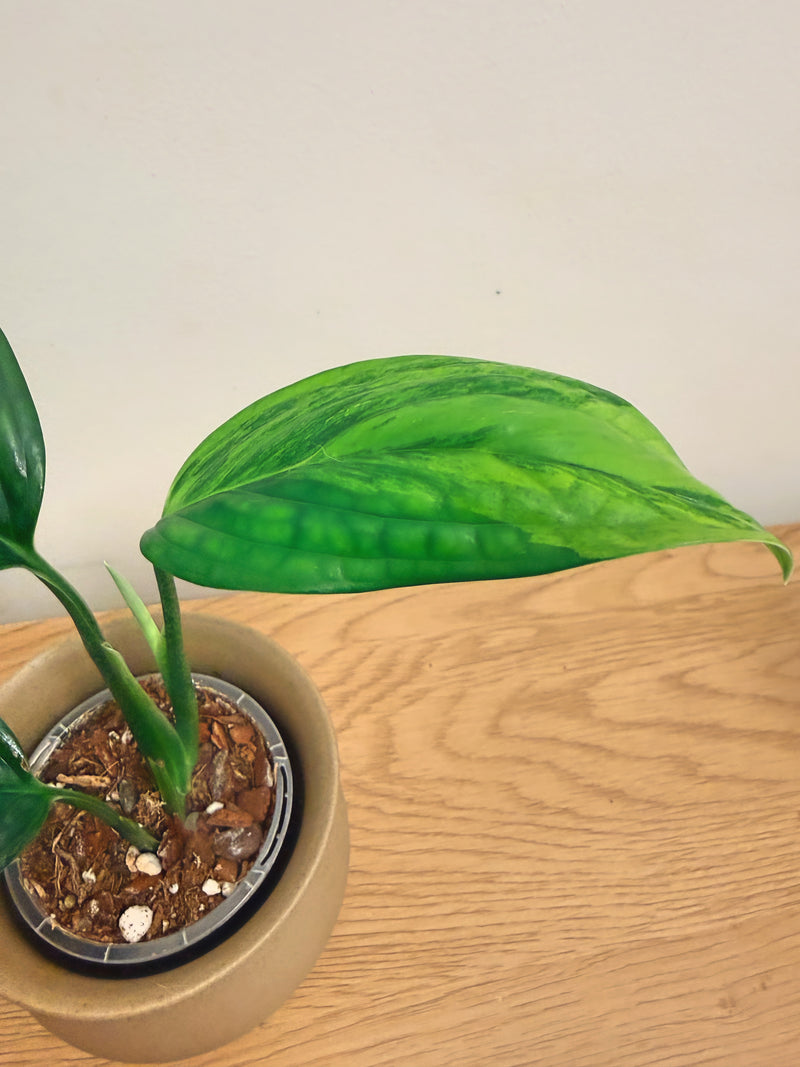 Monstera Peru Variegated