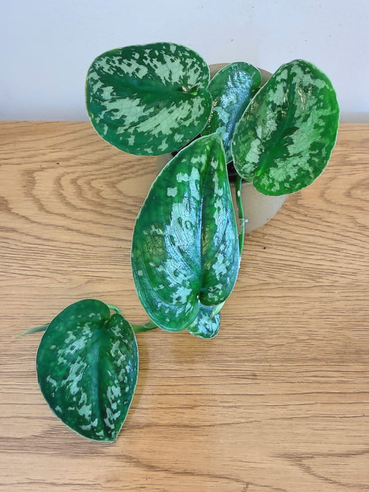 Scindapsus Silver Splash