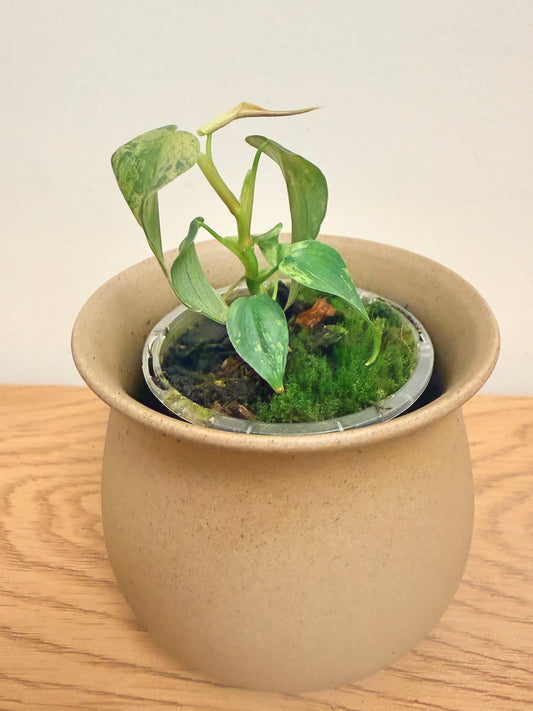 Philodendron Brandtianum Variegated