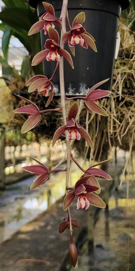 Cymbidium Clare Natasha x Cymbidium Canaliculatum #2