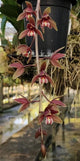 Cymbidium Clare Natasha x Cymbidium Canaliculatum #2