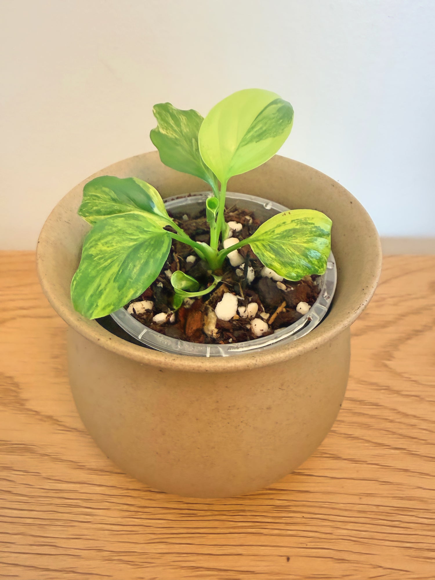 Homalomena Rubescens Aurea