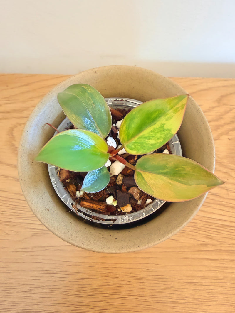 Philodendron Red Congo Variegated