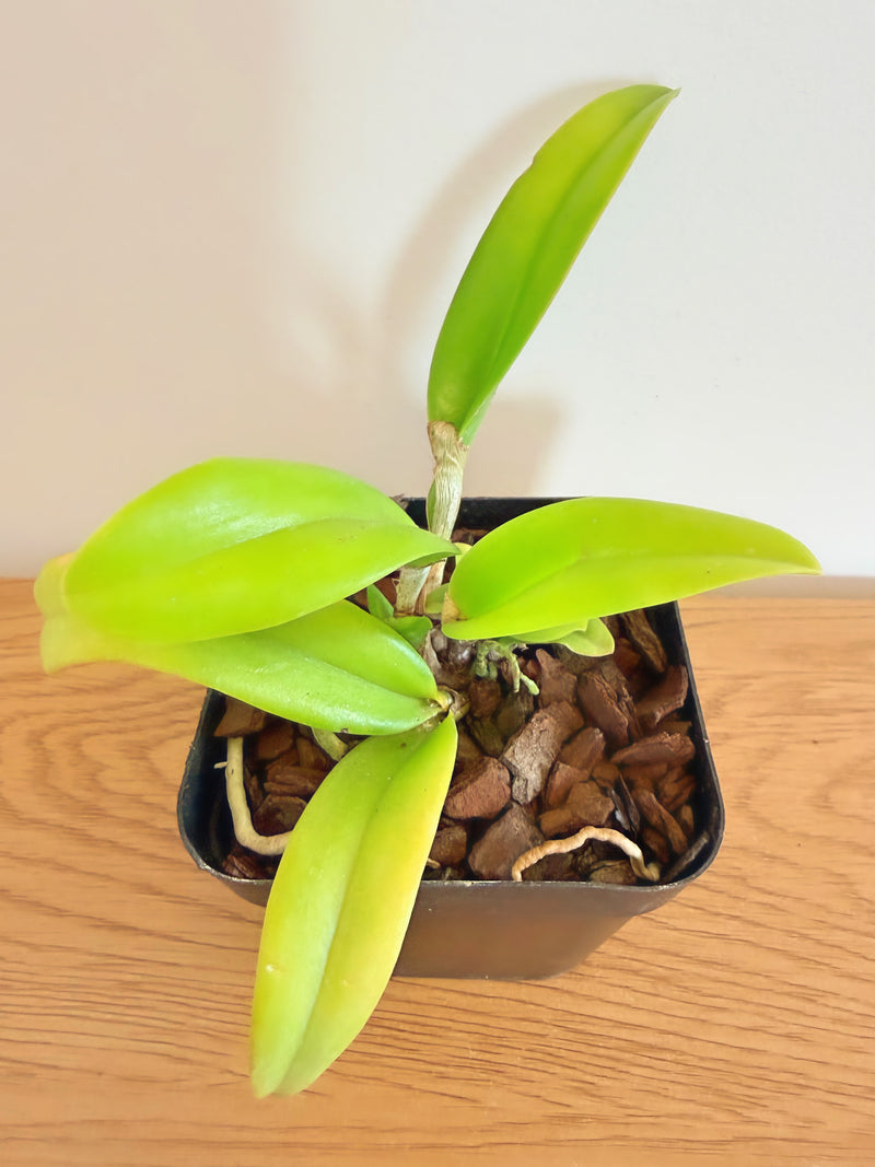 Bc. (Brassocattleya) Keowee ‘VI-Galaxy’ (Cattleya Lorraine Shirai x B. Nodosa)