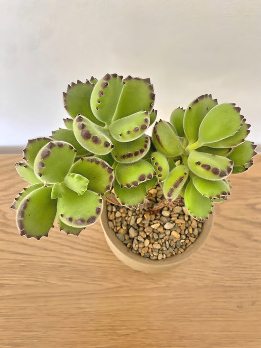 Cotyledon Tomentosa