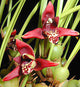 Maxillaria Tenuifolia