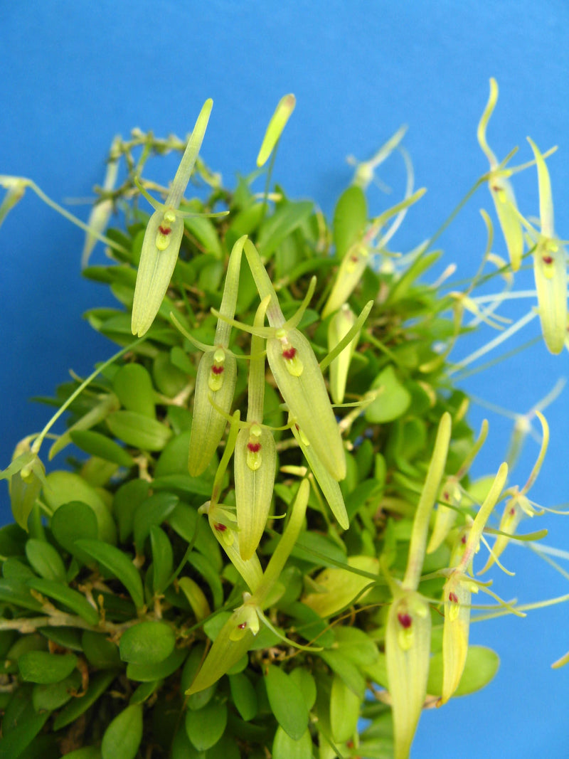 Barbosella Cogniauxiana
