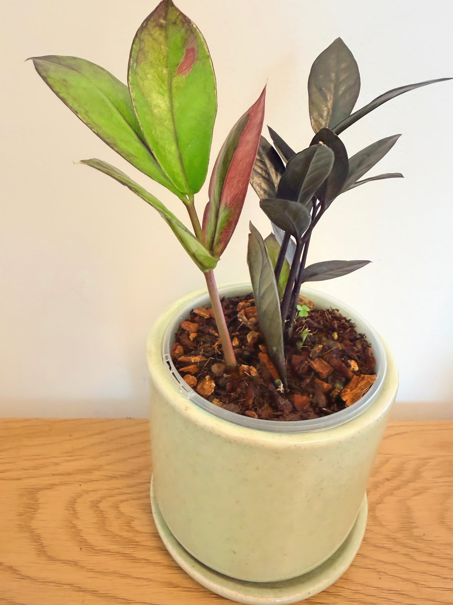 Variegated ZZ Black Raven