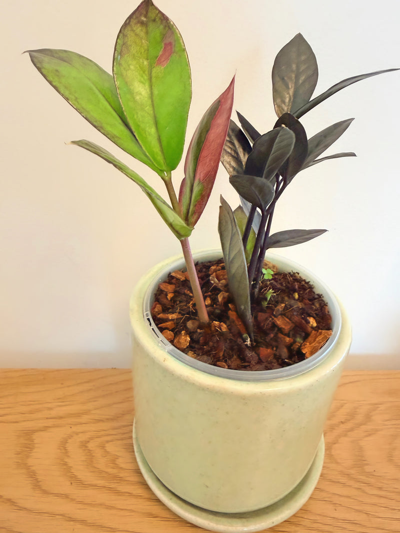 Variegated ZZ Black Raven