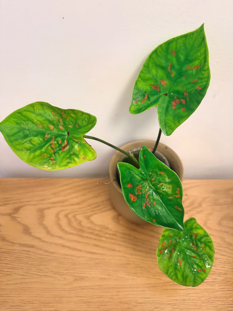Caladium Sadie