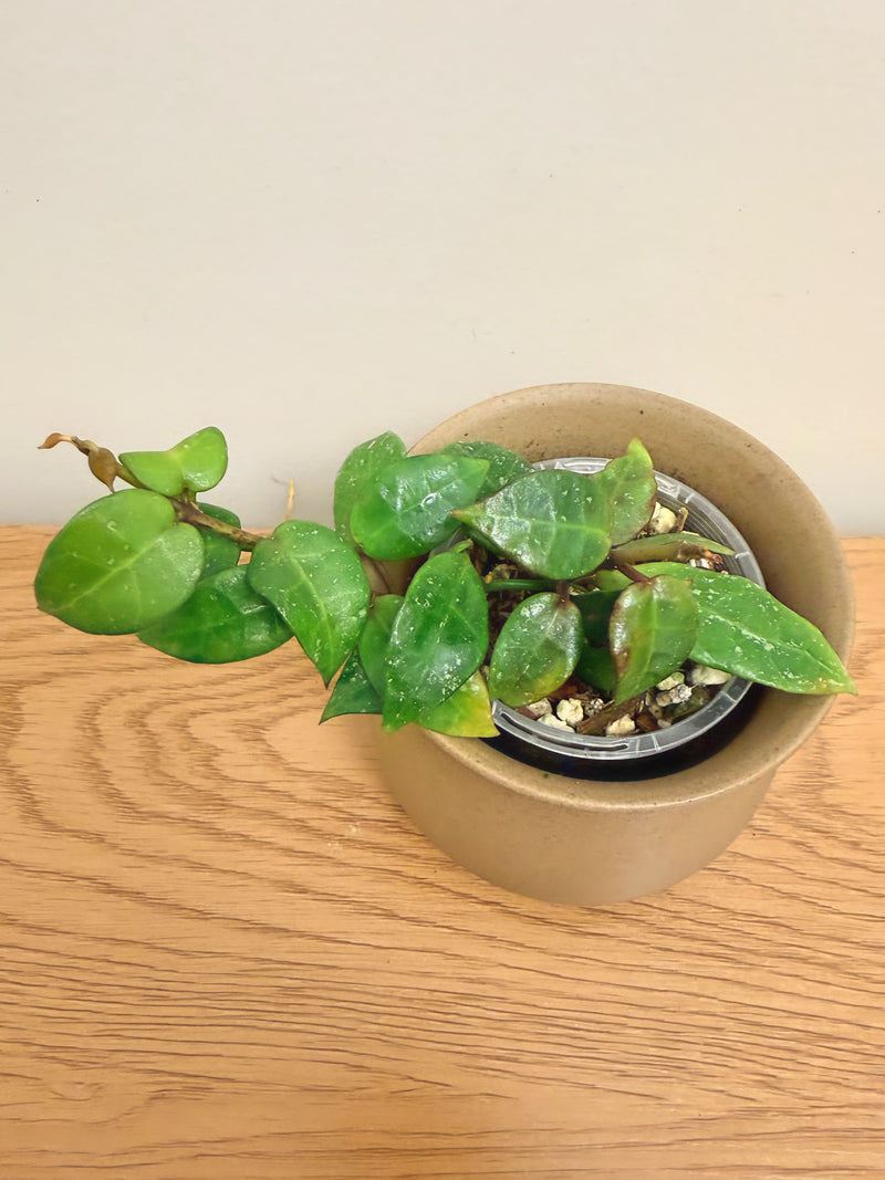 Hoya Hybrids