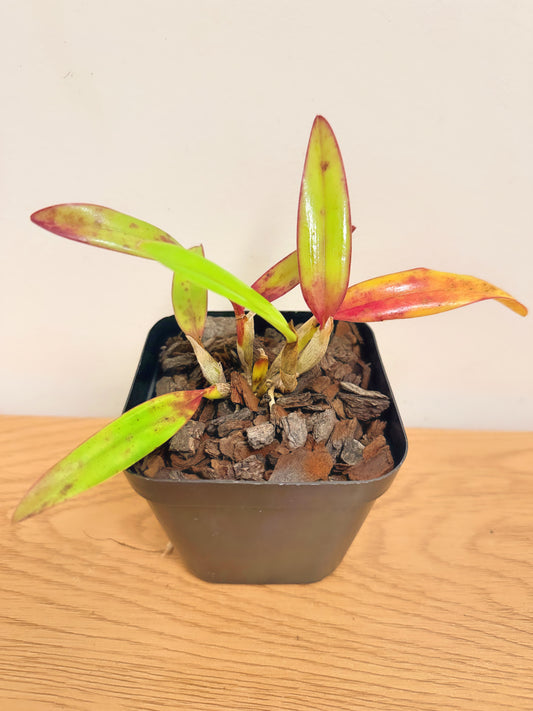 Cattleya Cherry Bee ‘Happy Field’ (Cattleya Cherry Chip x Cattleya Beaufort)