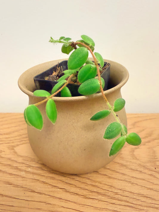 Aeschynanthus Gracilis