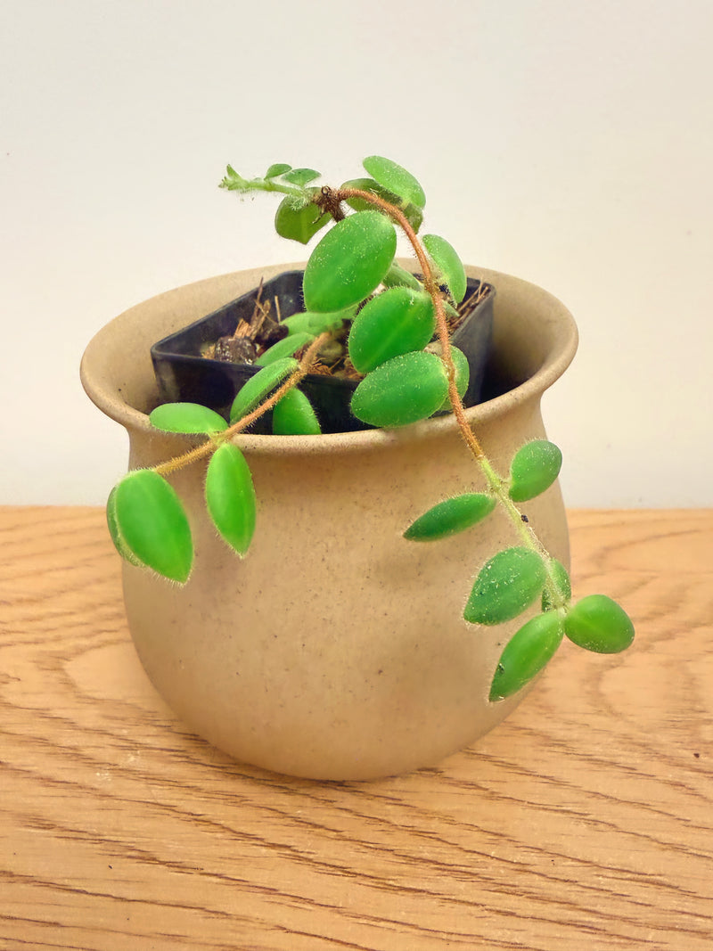 Aeschynanthus Gracilis