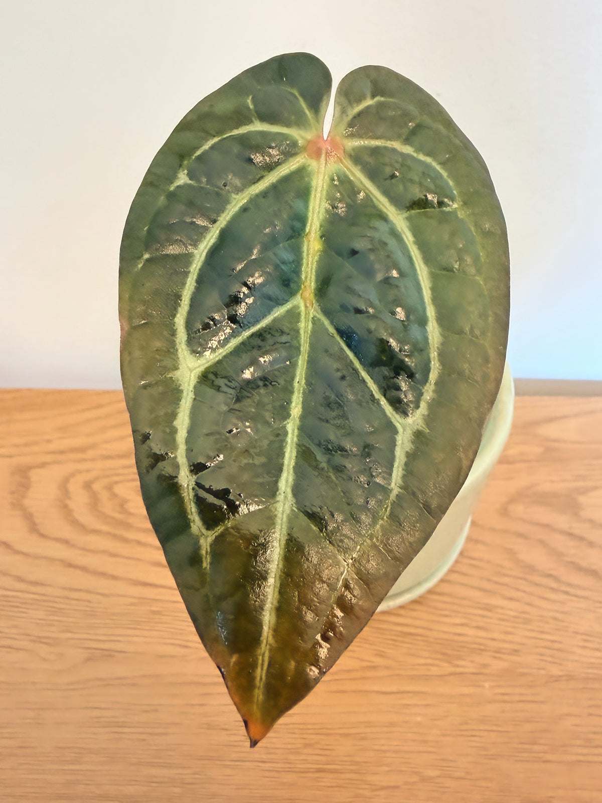 Anthurium Carla Blackie x AOS