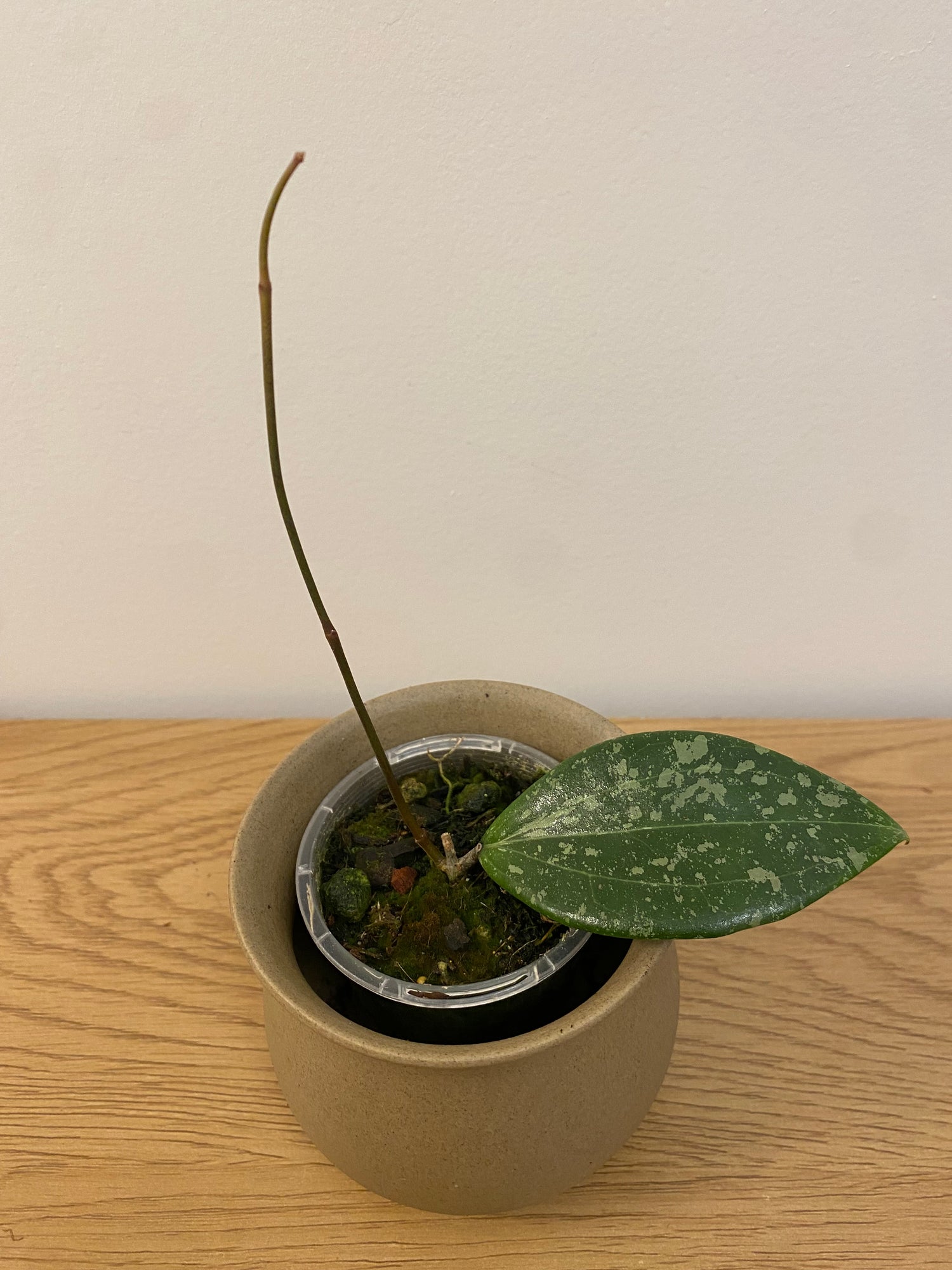 Hoya Wibergiae