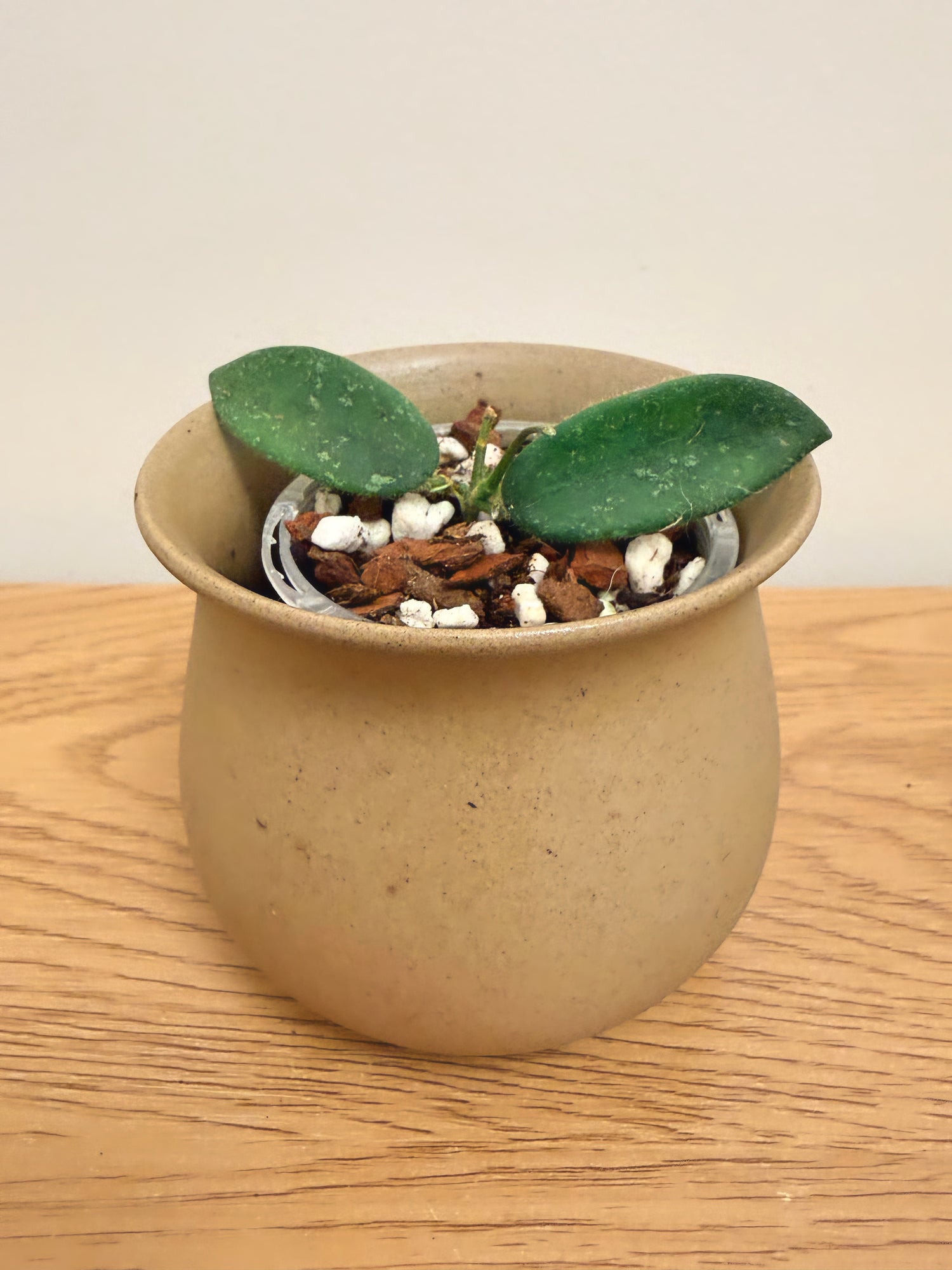 Hoya Thomsonii