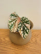 Begonia Snow Capped Variegated (A)