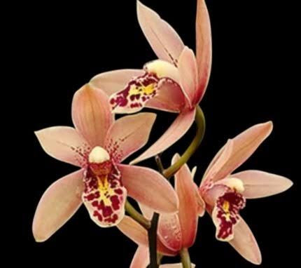 Cymbidium Miss Saigon ‘Yamato’