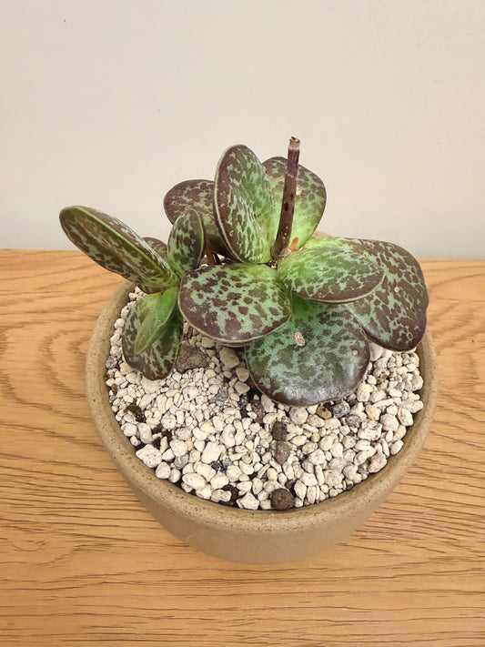 Adromischus Maculatus