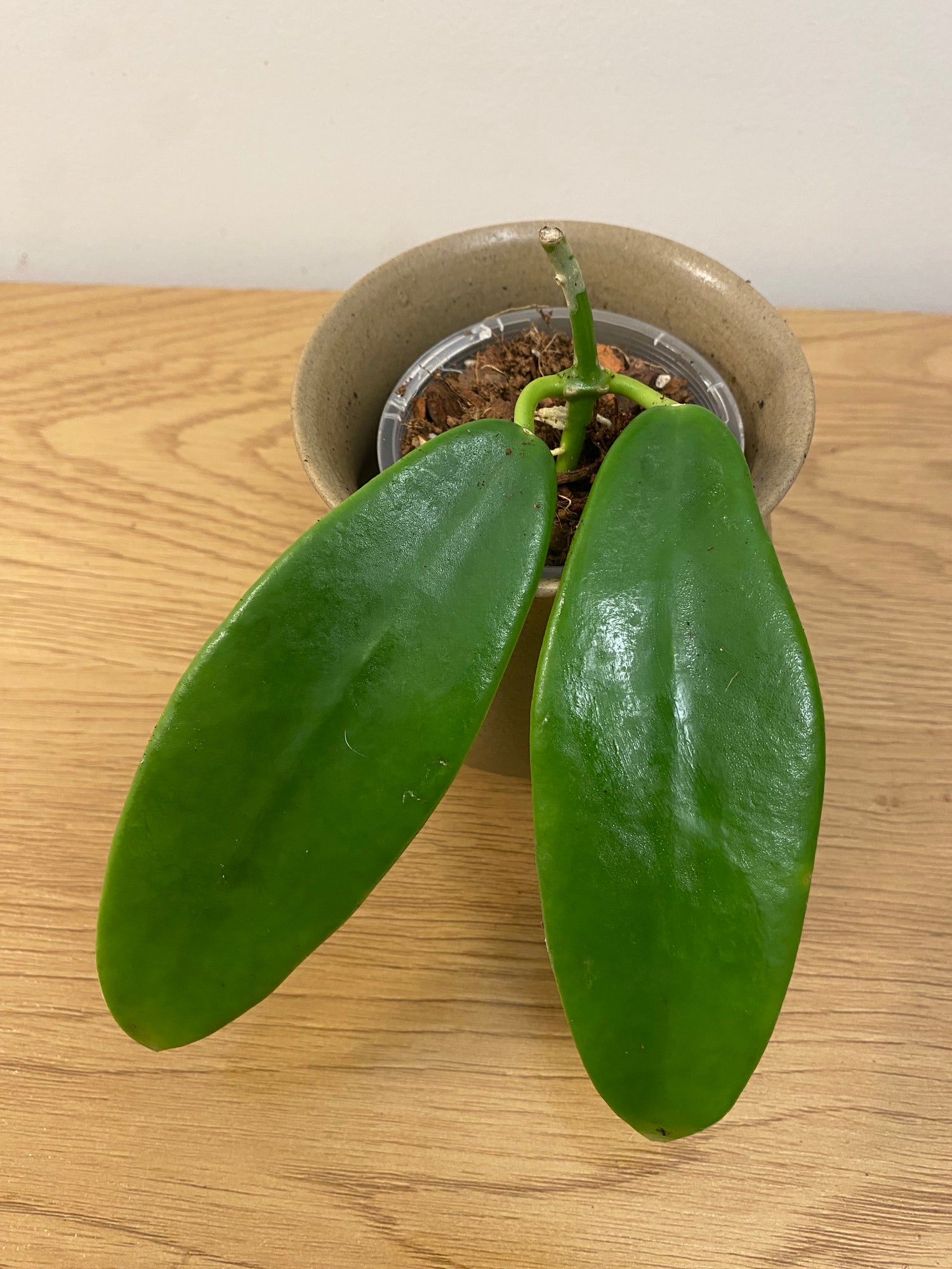 Hoya Meliflua