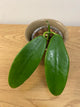 Hoya Meliflua