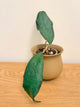 Hoya Clemensiorum (A)