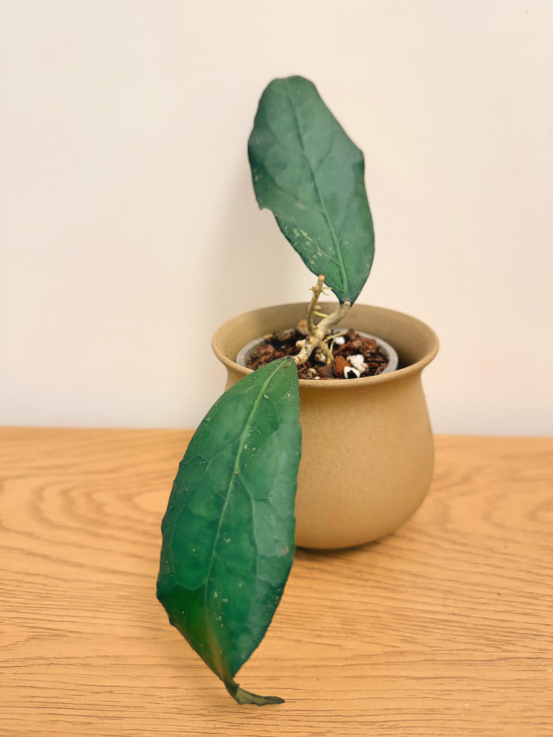 Hoya Clemensiorum (A)