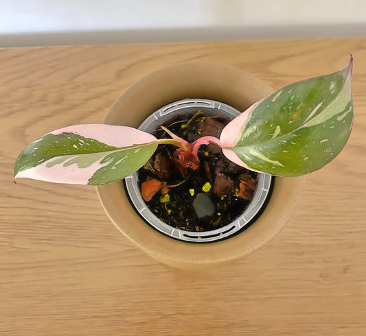 Philodendron Pink Princess